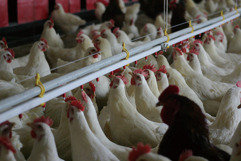 養(yǎng)雞工程案例(圖2) 養(yǎng)雞工程案例(圖2)