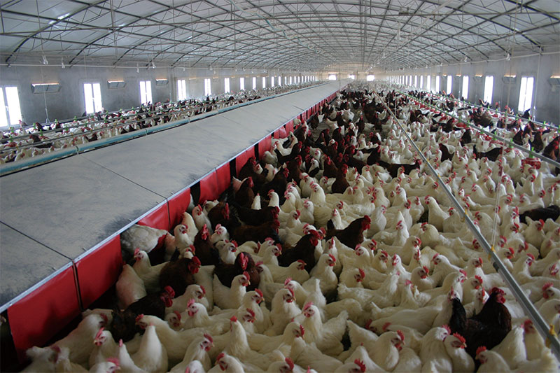 養(yǎng)雞工程案例(圖4) 養(yǎng)雞工程案例(圖4)